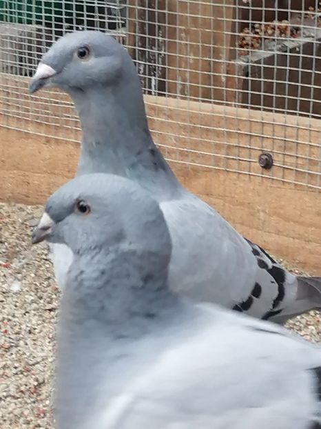  - Porumbei voiajor standard 2023