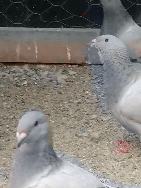  - Porumbei voiajor standard 2023