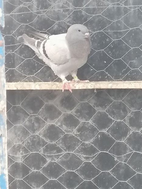  - Porumbei voiajor standard 2023