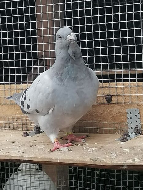  - Porumbei voiajor standard 2023