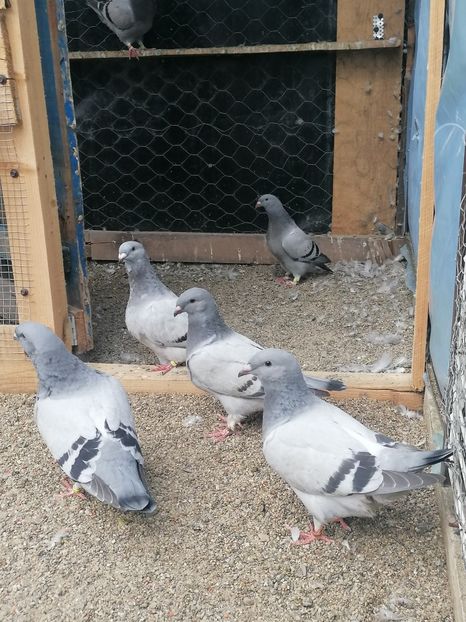  - Porumbei voiajor standard 2023