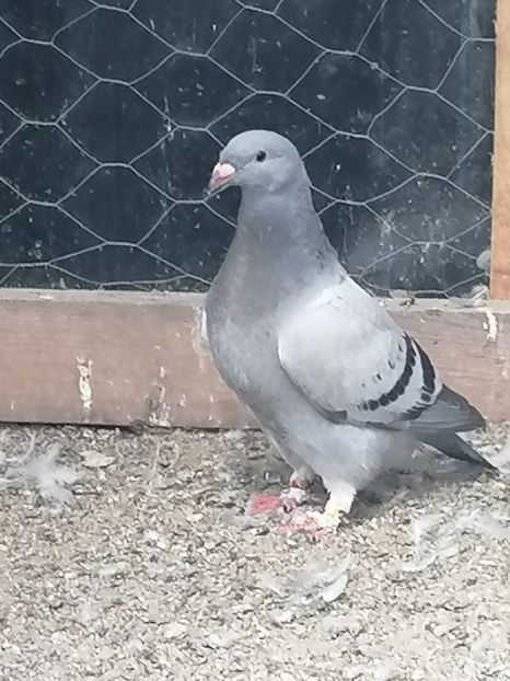  - Porumbei voiajor standard 2023