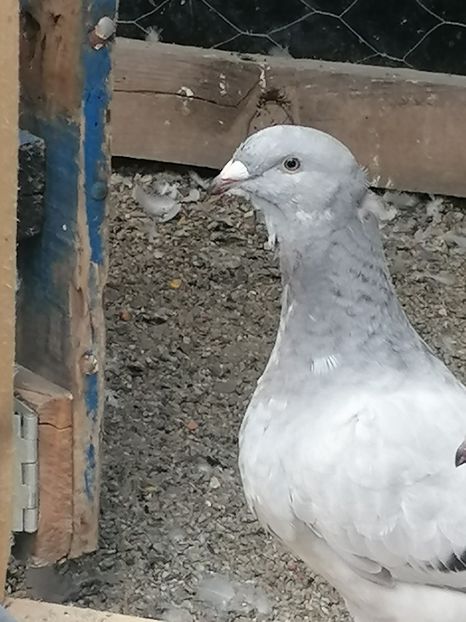  - Porumbei voiajor standard 2023