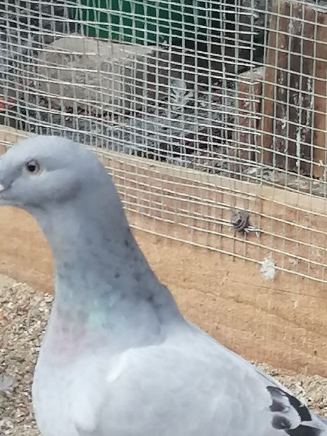  - Porumbei voiajor standard 2023