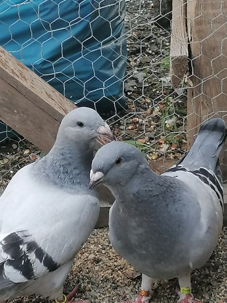  - Porumbei voiajor standard 2023