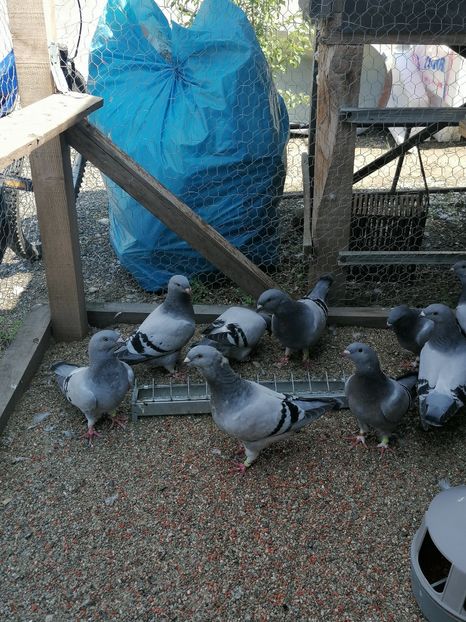  - Porumbei voiajor standard 2023