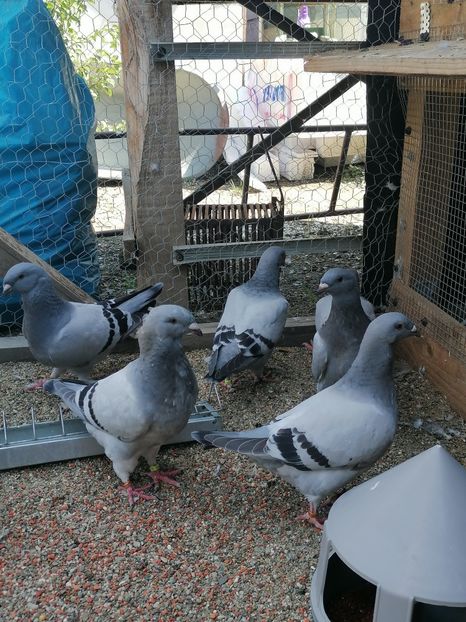  - Porumbei voiajor standard 2023