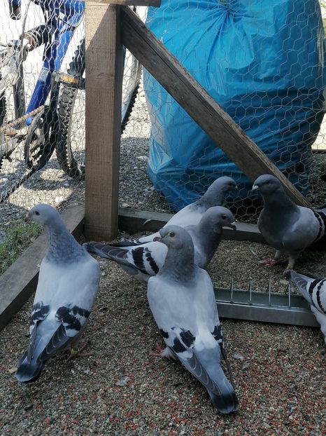  - Porumbei voiajor standard 2023