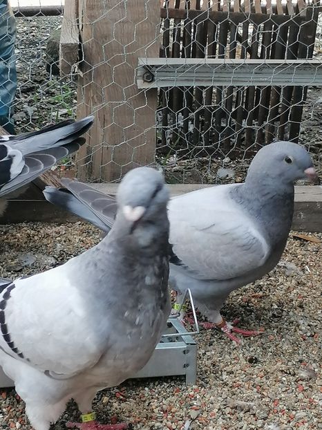  - Porumbei voiajor standard 2023