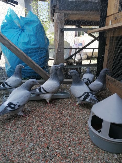  - Porumbei voiajor standard 2023