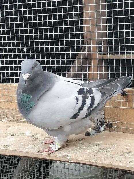  - Porumbei voiajor standard 2023