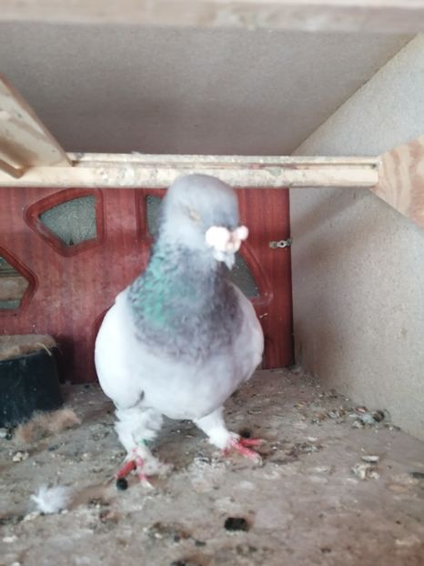  - Porumbei voiajor standard 2023