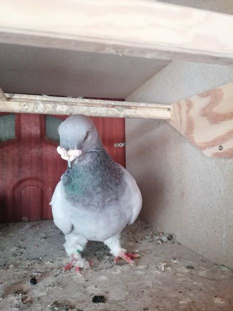  - Porumbei voiajor standard 2023