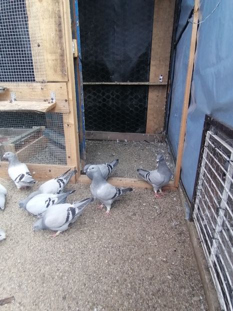  - Porumbei voiajor standard 2023