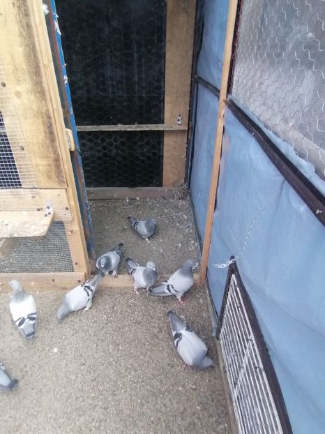  - Porumbei voiajor standard 2023