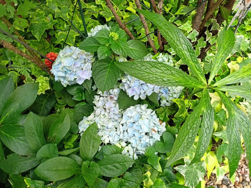 03.09.2023 - Grădina 2023 continuare 5