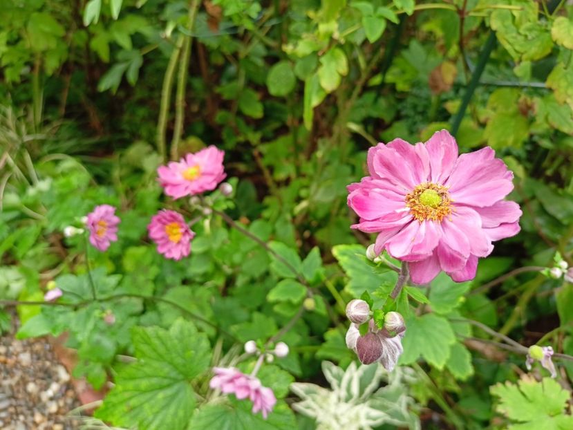  - Grădina 2023 continuare 5