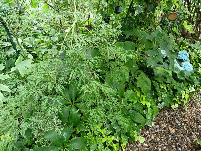  - Grădina 2023 continuare 5