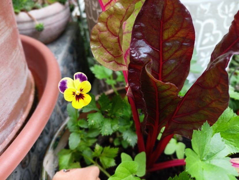  - Grădina 2023 continuare 5