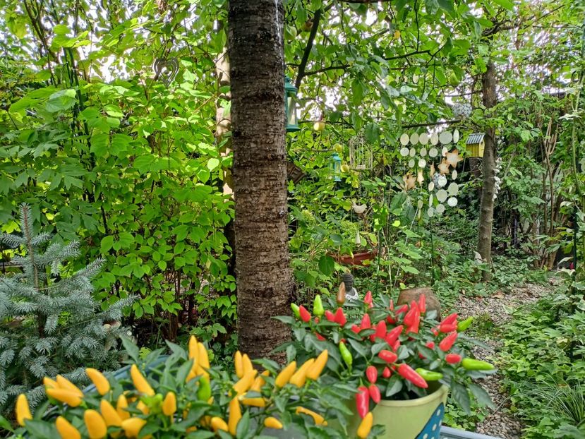  - Grădina 2023 continuare 5