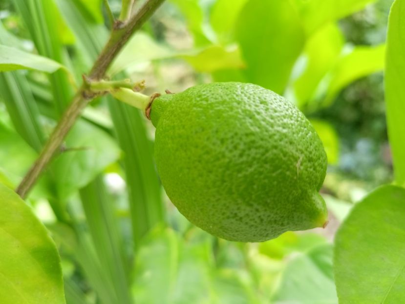  - Grădina 2023 continuare 5