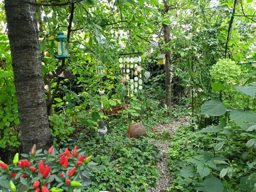  - Grădina 2023 continuare 5