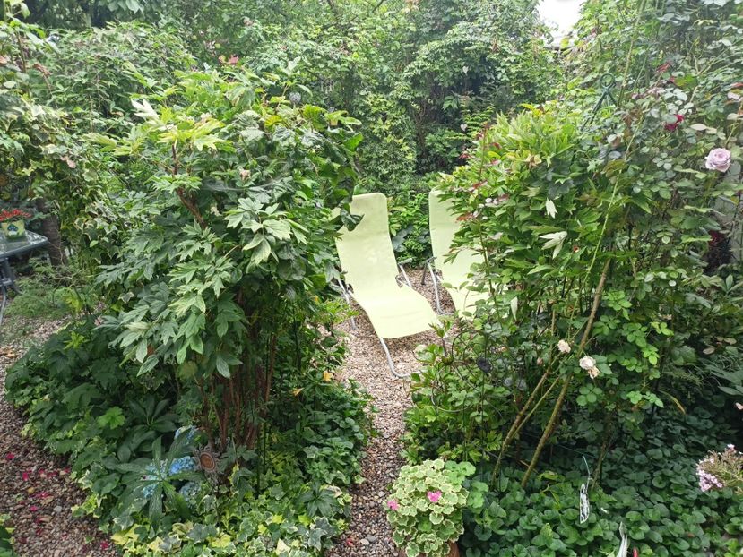  - Grădina 2023 continuare 5