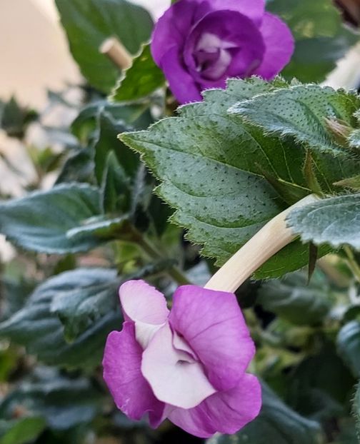  - LAVENDER FIZZ