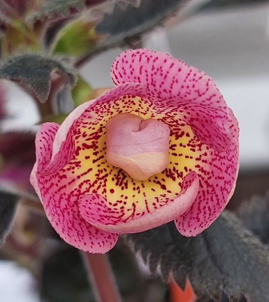  - RFs ROBERTO RAINBOW DREAM