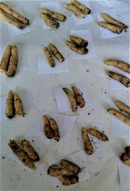  - Rizomii de achimenes 2023 2024