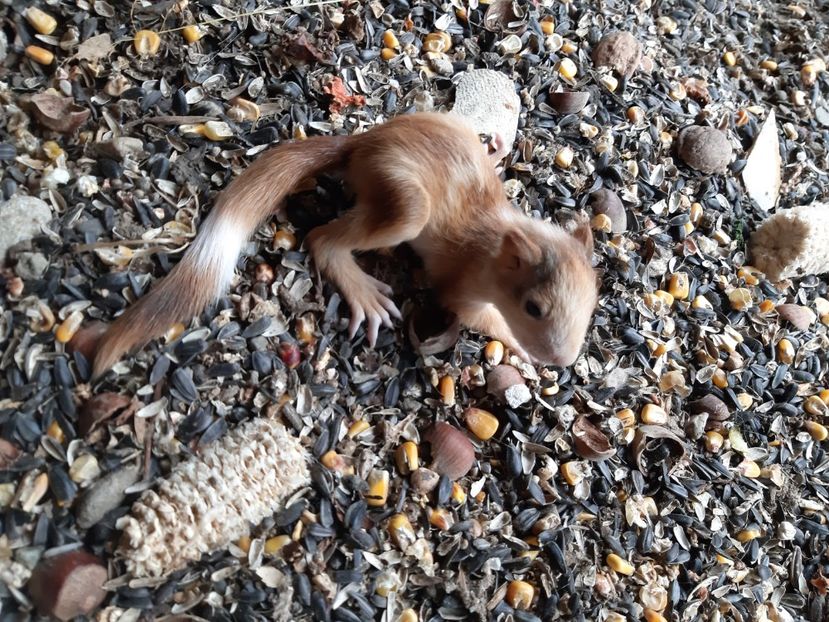  - veverite autohtone