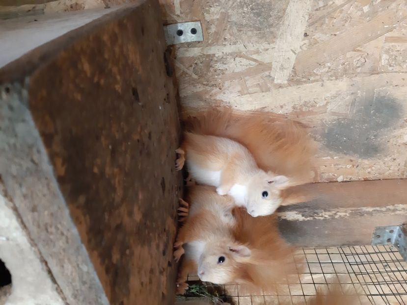  - veverite autohtone