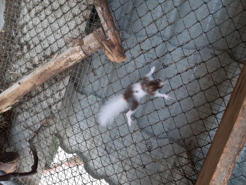  - veverite autohtone