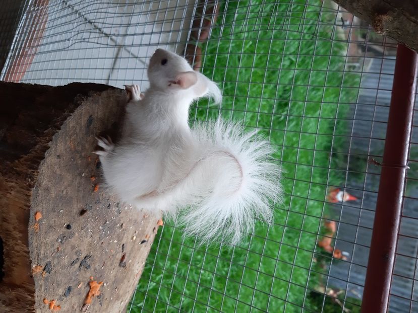  - veverite autohtone