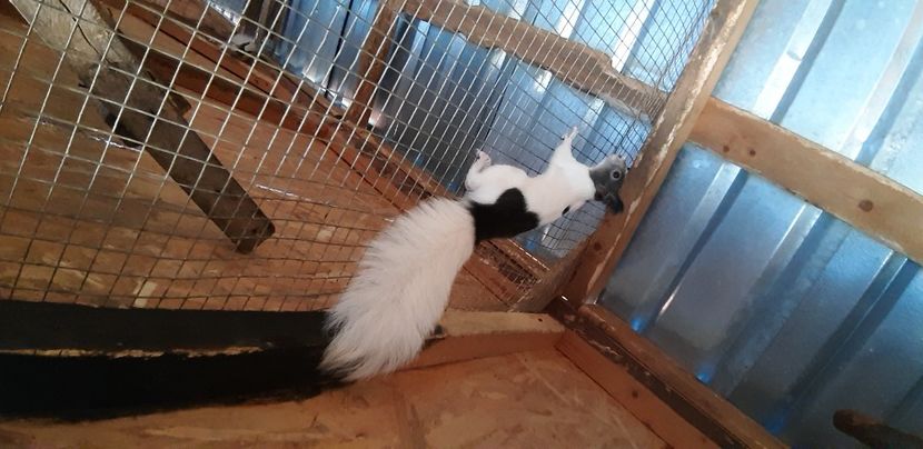  - veverite autohtone