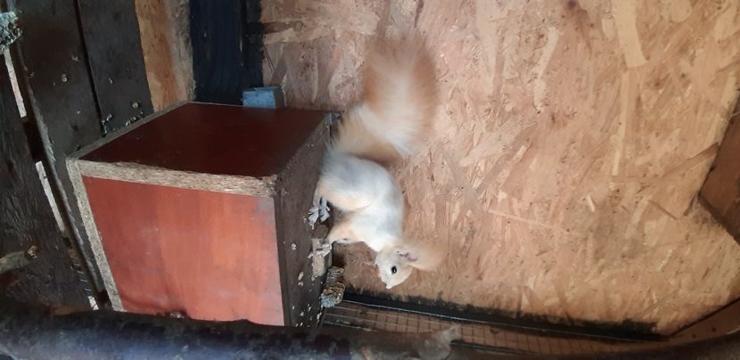  - veverite autohtone