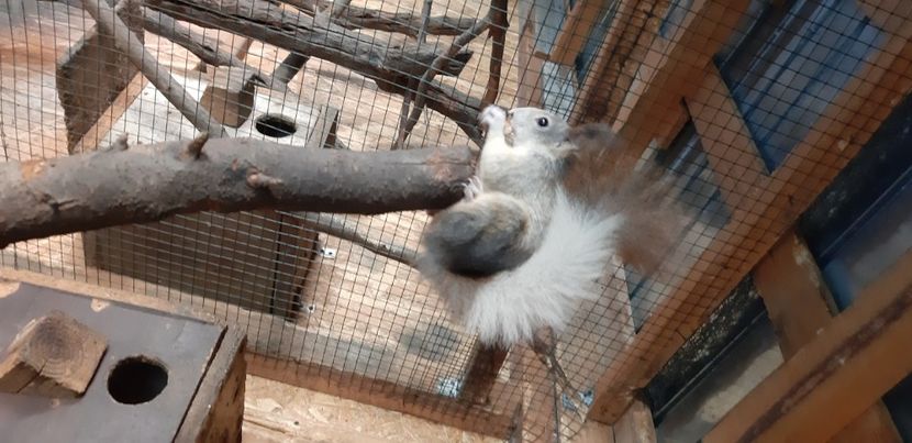  - veverite autohtone