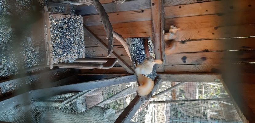  - veverite autohtone