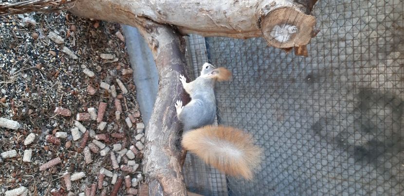  - veverite autohtone