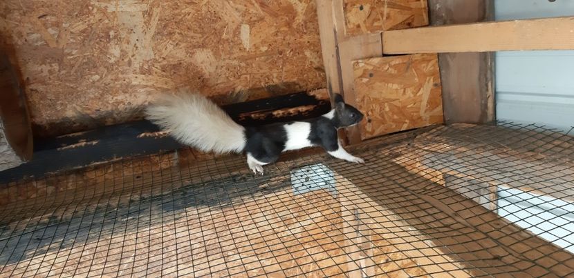  - veverite autohtone