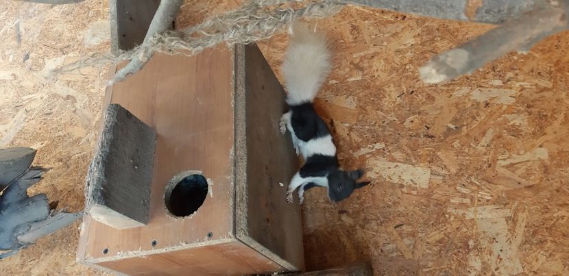  - veverite autohtone