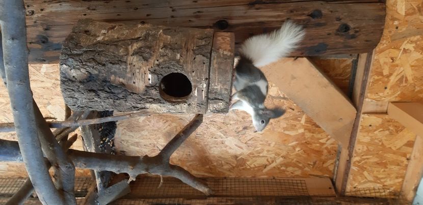  - veverite autohtone