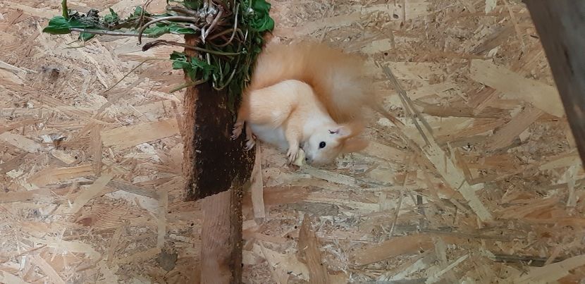  - veverite autohtone