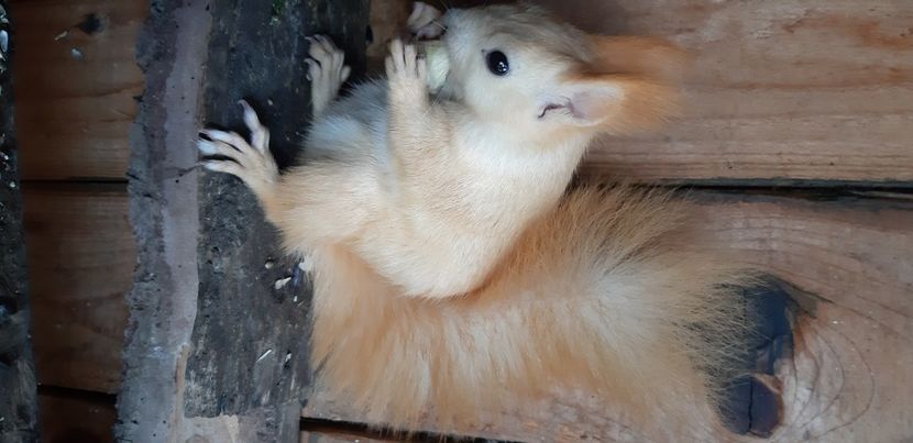  - veverite autohtone