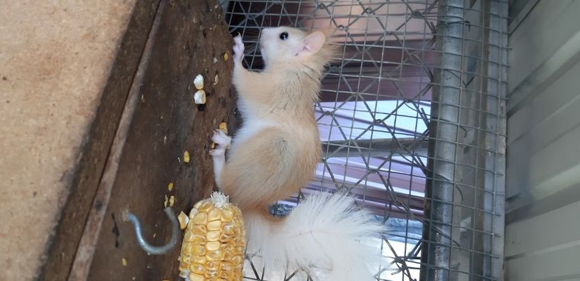  - veverite autohtone