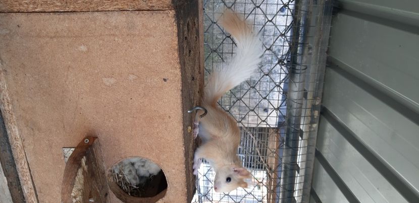  - veverite autohtone