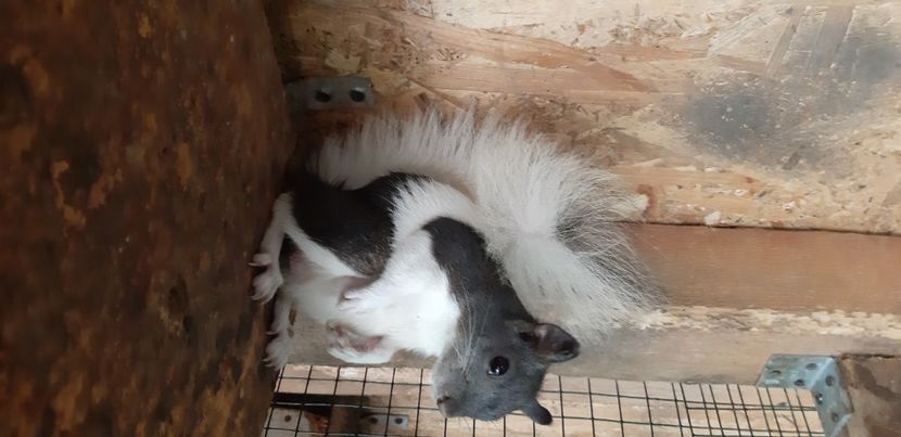  - veverite autohtone