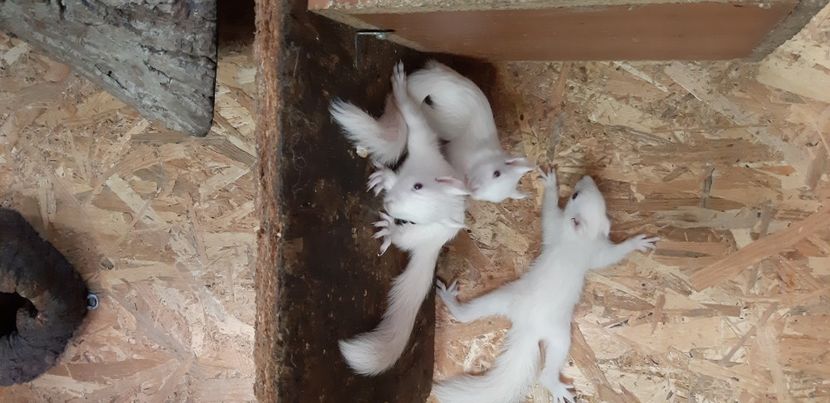  - veverite autohtone