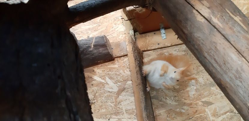  - veverite autohtone