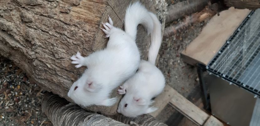  - veverite autohtone